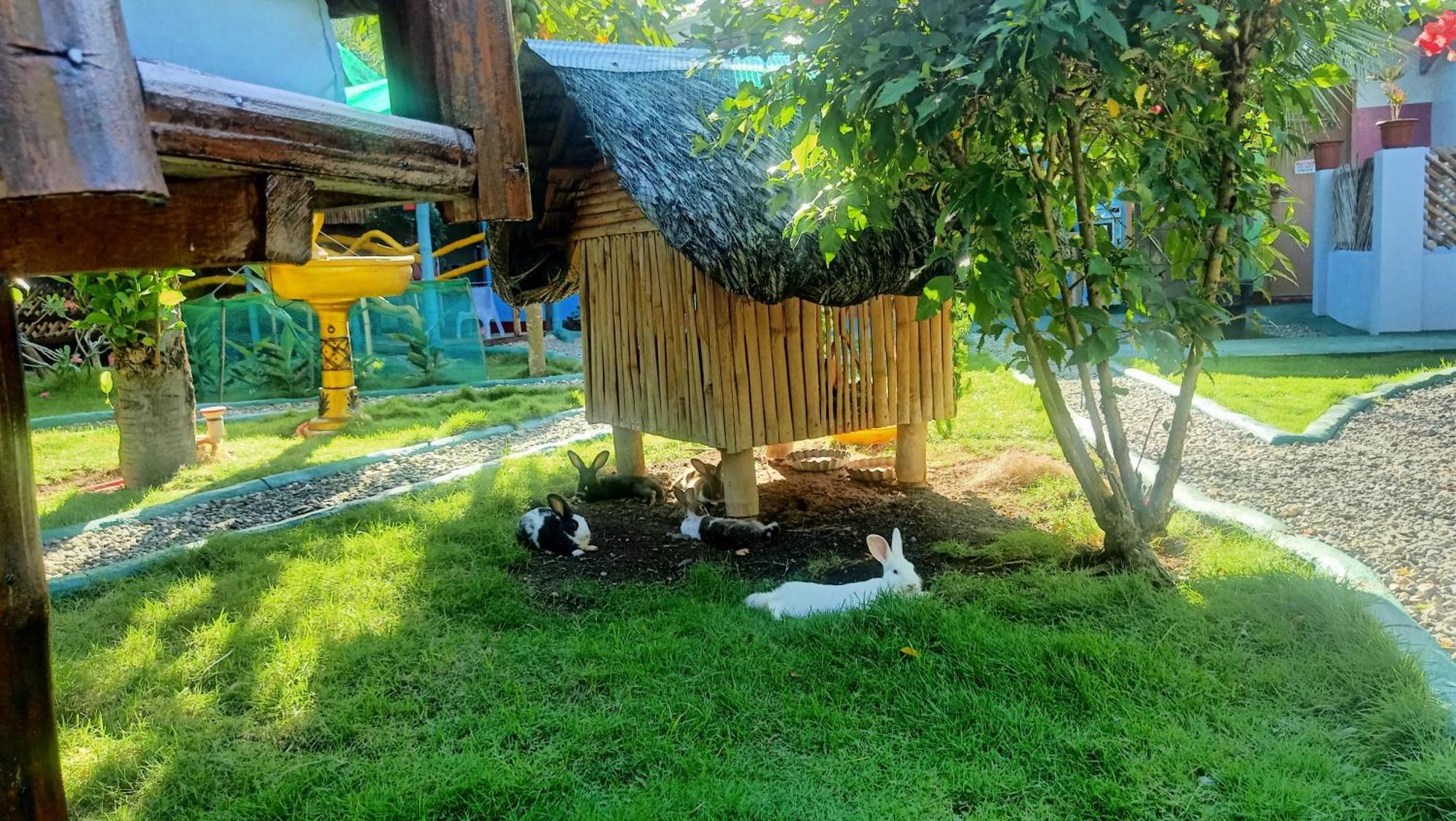 Moalboal Bamboo House / Rooms Szoba fotó